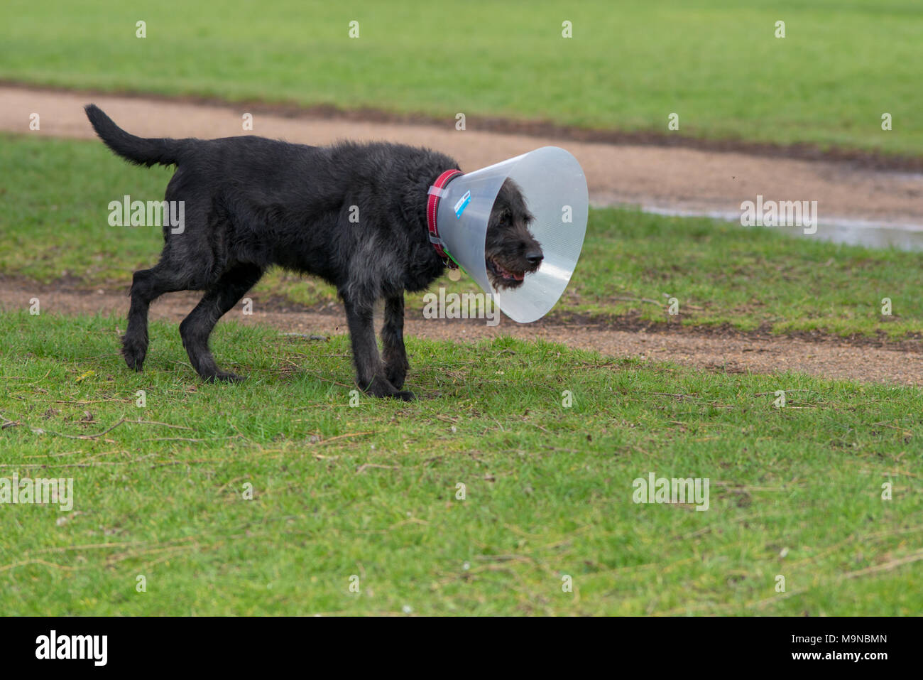 Chien avec cône pour protéger contre les rayures Banque D'Images