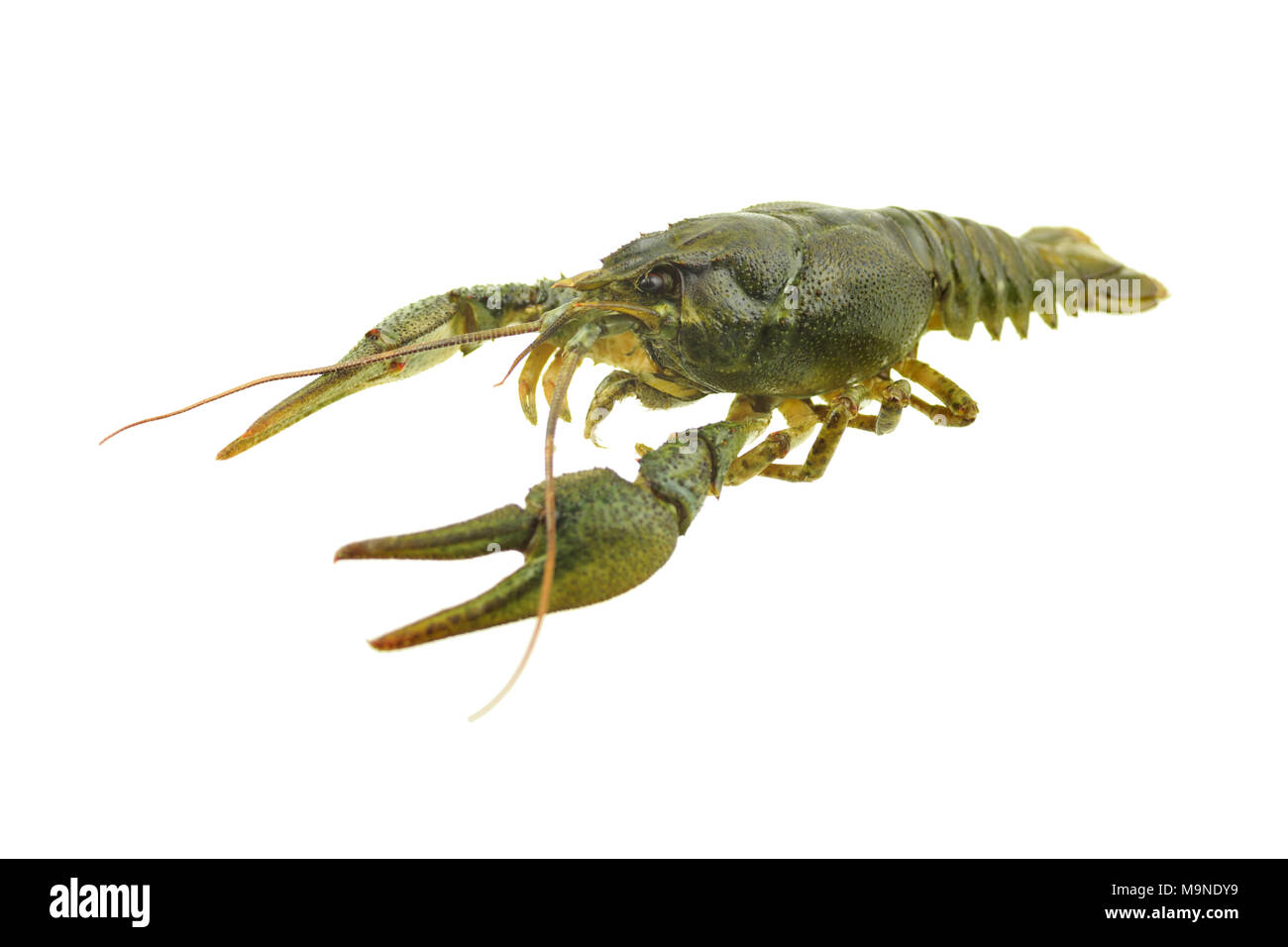 Les écrevisses sur fond blanc isolé Banque D'Images