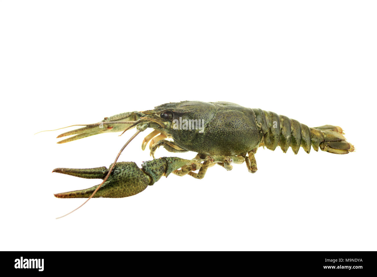 Les écrevisses sur fond blanc isolé Banque D'Images