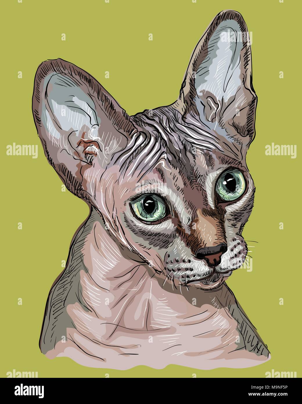 Contour Vectoriel Portrait Colore De Curieux Sans Poils De Chat Sphynx Coloree En Rose Et Gris Dessin Illustration Isole Sur Vert Backgrou Image Vectorielle Stock Alamy Contour Vectoriel Portrait Colore De Curieux Sans Poils De Chat Sphynx Coloree En Rose Et Gris Dessin Illustration Isole Sur Vert Backgrou Image Vectorielle Stock Alamy