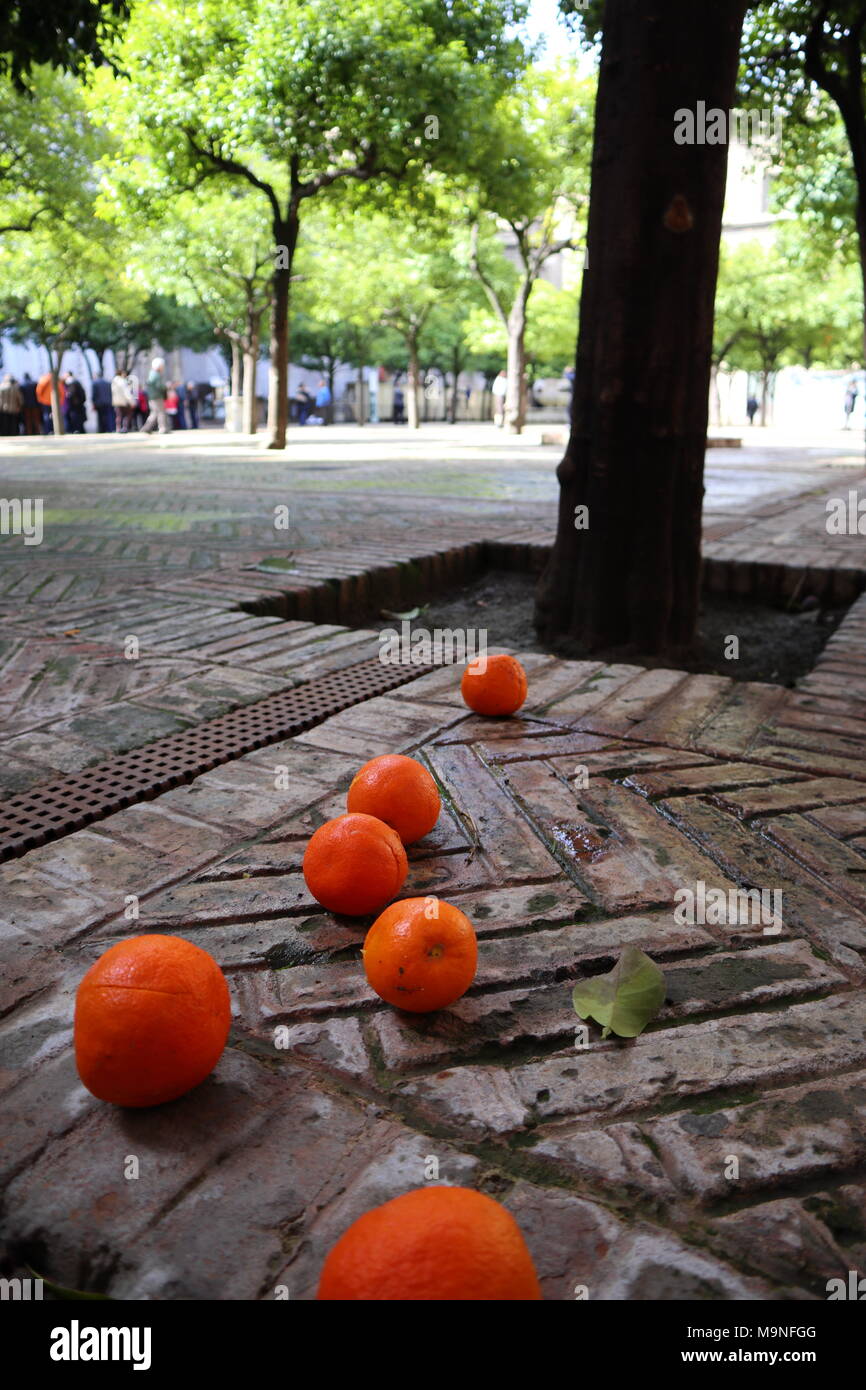 Oranges mûres sur un sol pavé, dans la cour de la cathédrale de Séville, Espagne Banque D'Images
