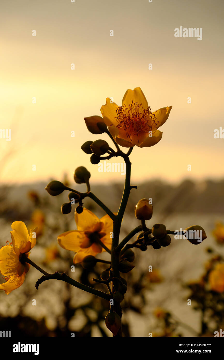 Fleur jaune au printemps, renoncule fleur arbre doré brillant au marché aux  fleurs, Da nang, Vietnam au printemps, Close up de bud, pétales de coucher  du soleil Photo Stock - Alamy