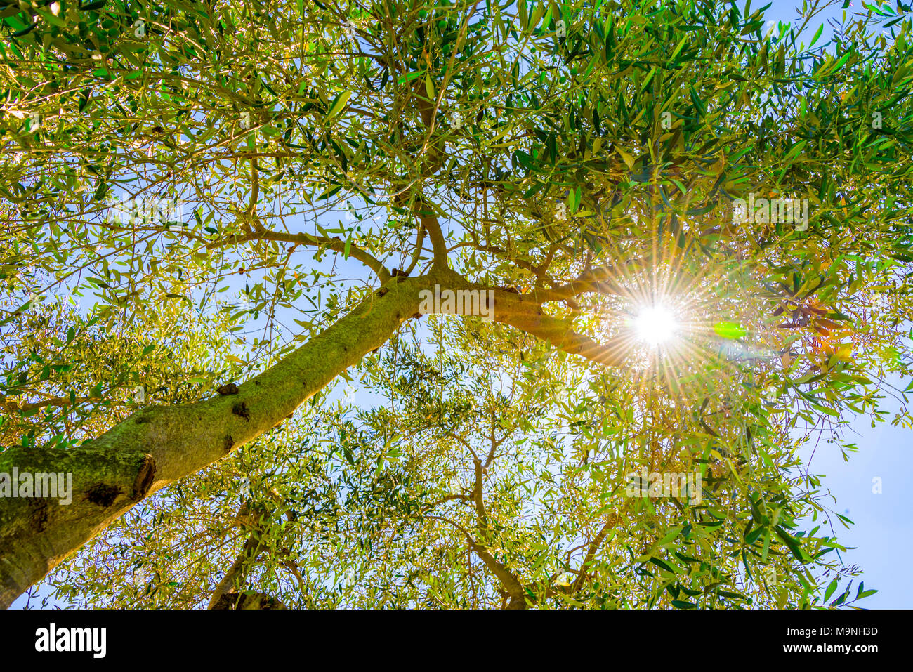 Soleil qui brille à travers le feuillage d'un olivier en été, vue de dessous Banque D'Images