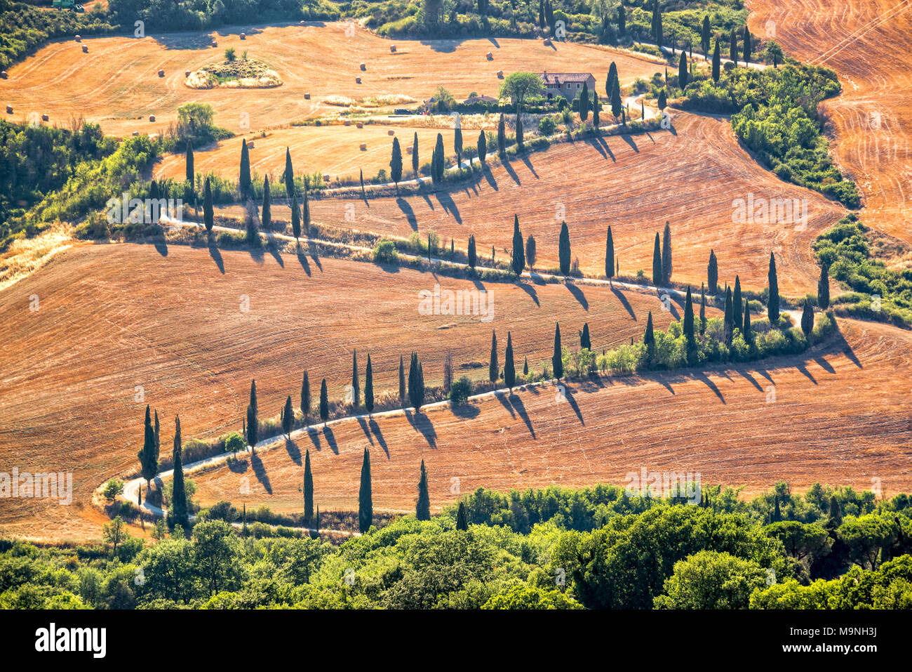 Beau paysage typique de la Toscane avec des rangées de cyprès, La Foce, Toscane, Italie Banque D'Images