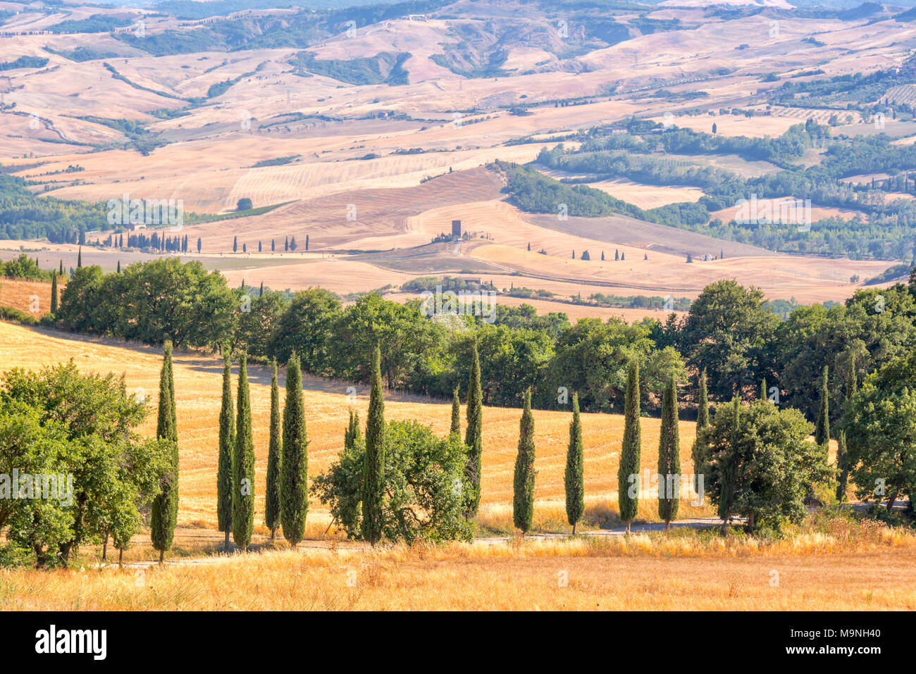 Beau paysage typique de la Toscane avec des cyprès, Toscane, Italie Banque D'Images