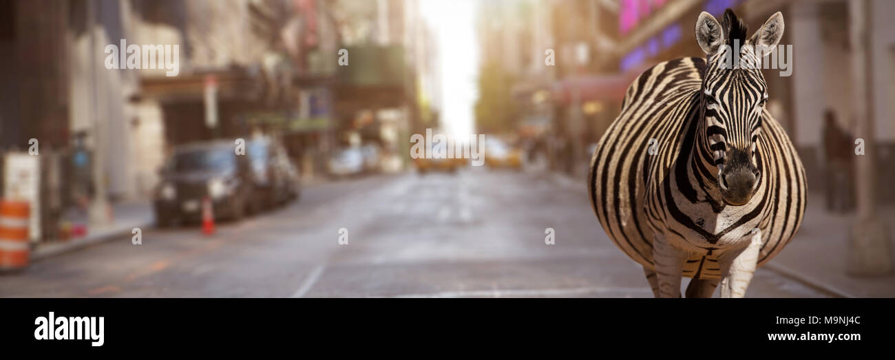 Image composite de zebra debout sur un terrain poussiéreux Banque D'Images