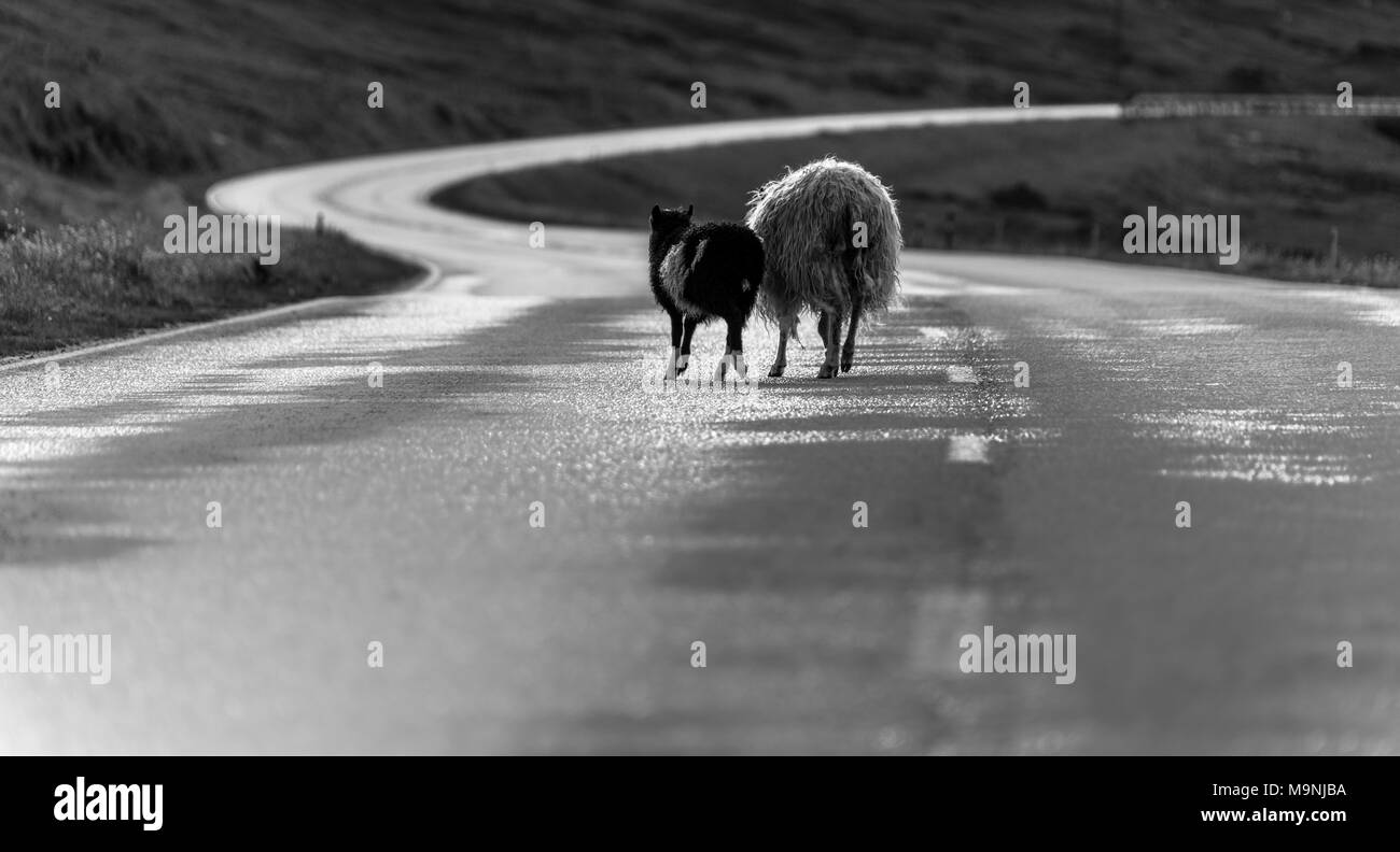 Moutons sur la route asphaltée, îles Féroé Banque D'Images