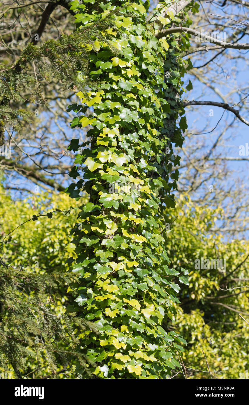 Réducteur de lierre (Hedera) et de plus en plus de grimper un tronc d'arbre en hiver au Royaume-Uni. Banque D'Images