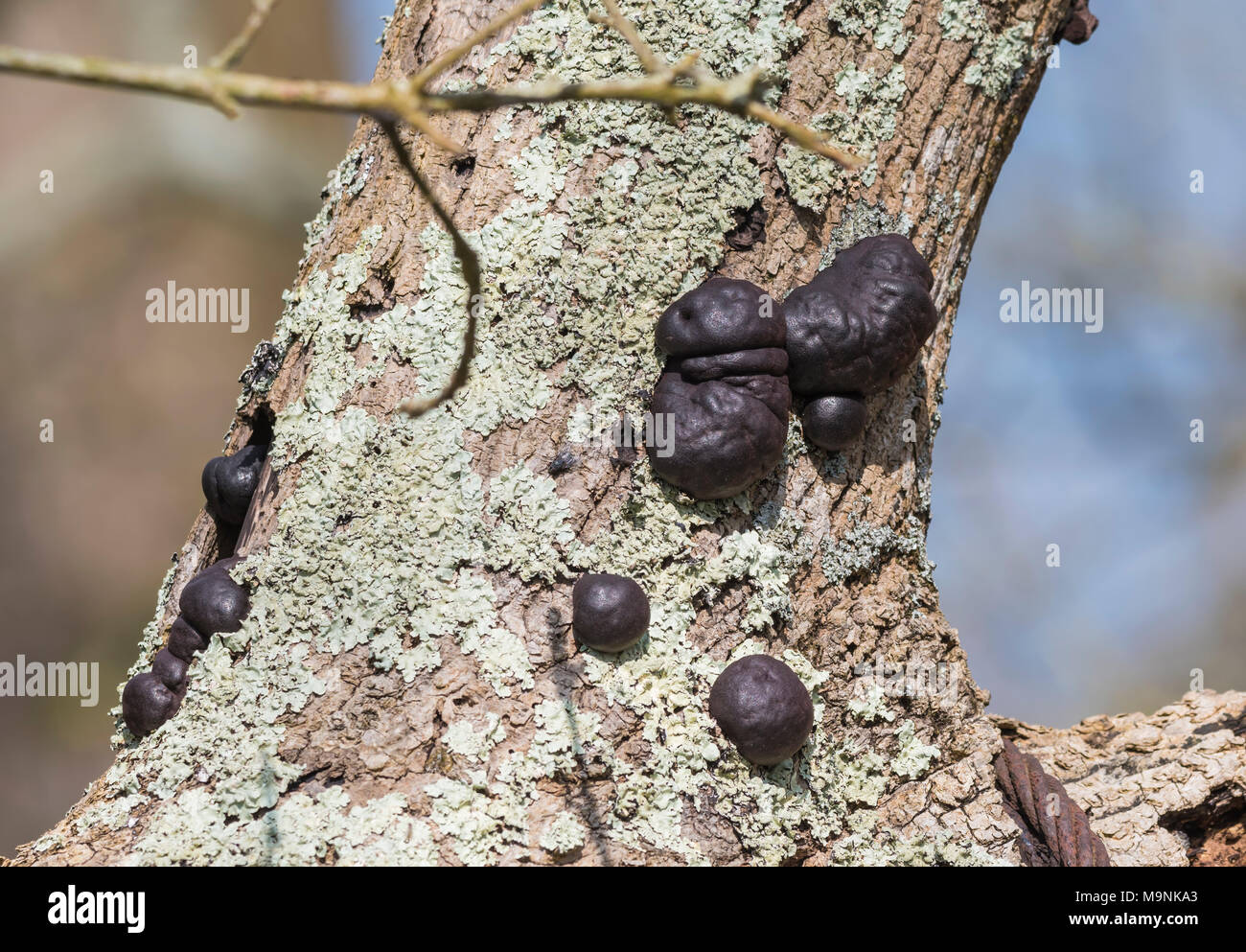 Le roi Alfred (Daldinia concentrica champignons Gâteaux, AKA crampon et boules champignon du charbon) poussant sur un arbre au printemps au Royaume-Uni. Champignon d'arbre. Banque D'Images