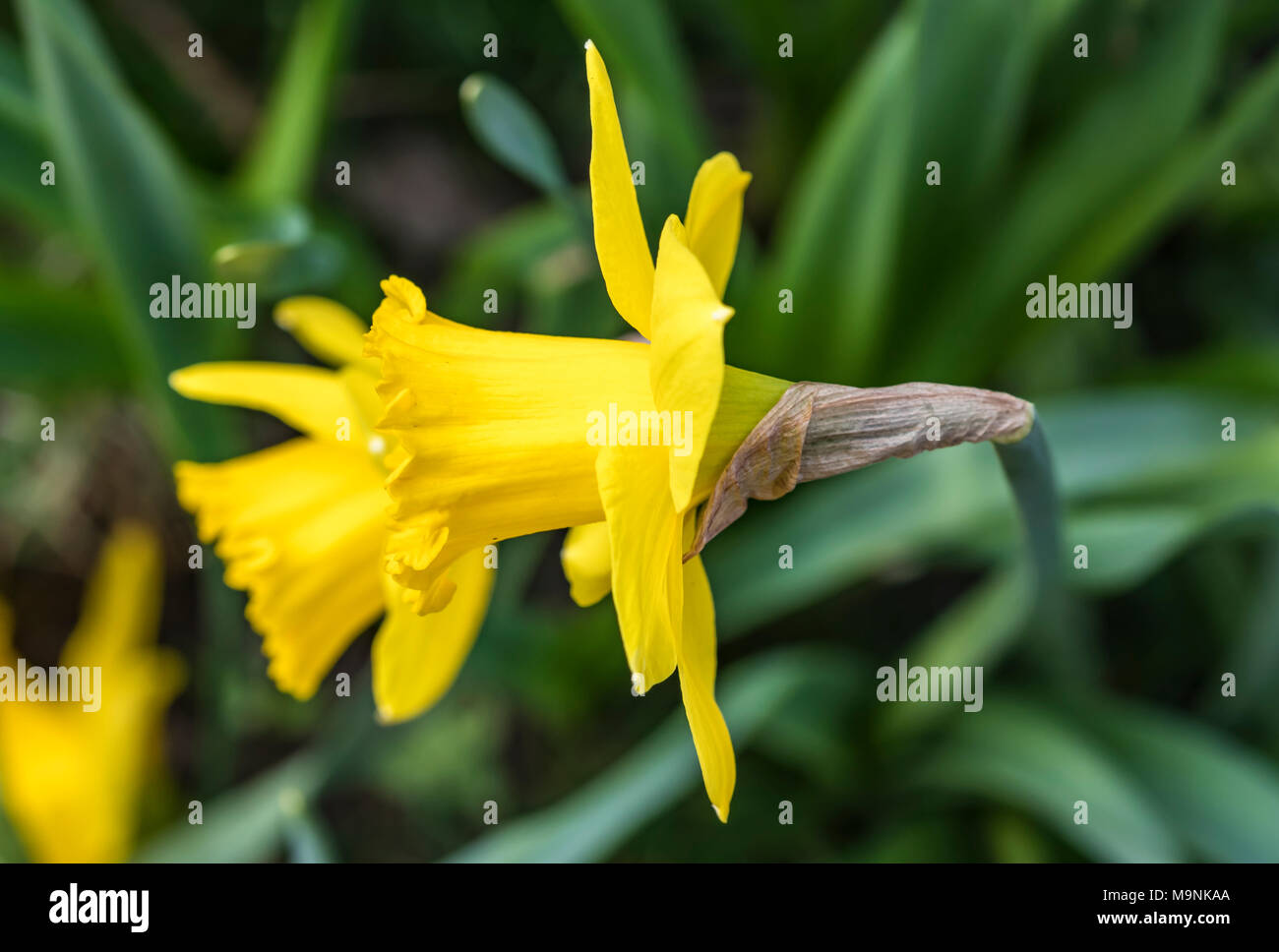 Seule jonquille (Narcissus) au début du printemps au Royaume-Uni. Banque D'Images