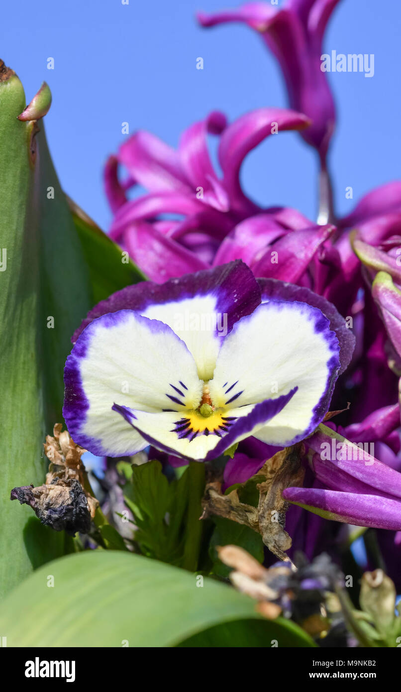 Jardin Pansy (Viola x wittrockiana) fleurit au début du printemps dans le West Sussex, Angleterre, Royaume-Uni. Banque D'Images