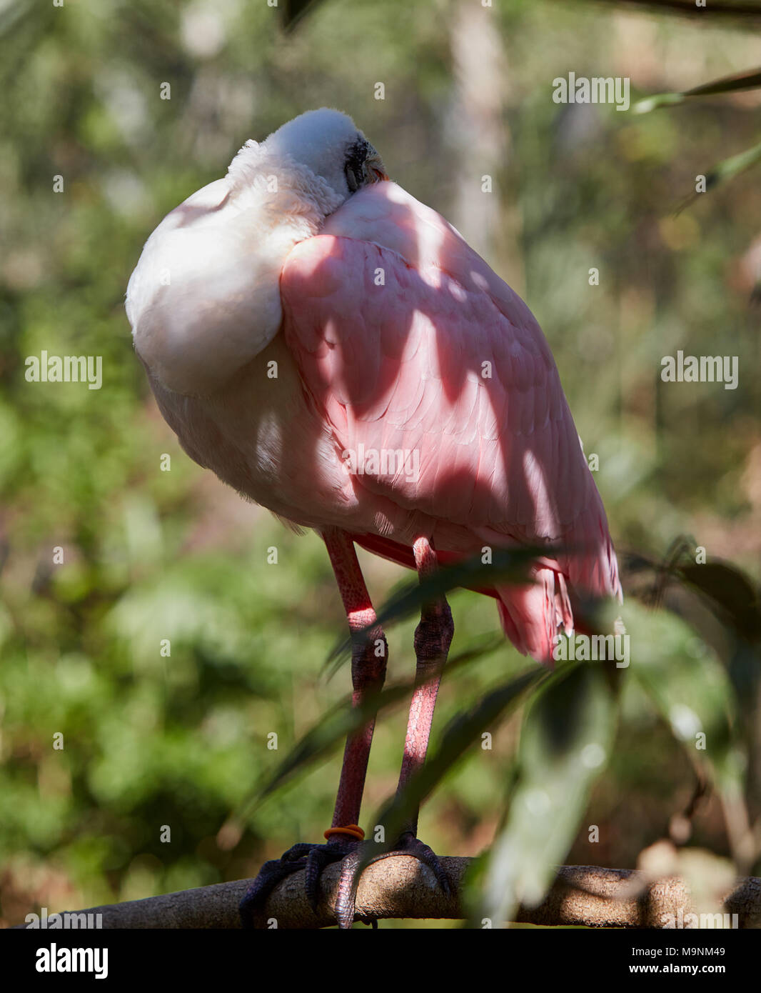 Roseate Spoonbill couchage Banque D'Images