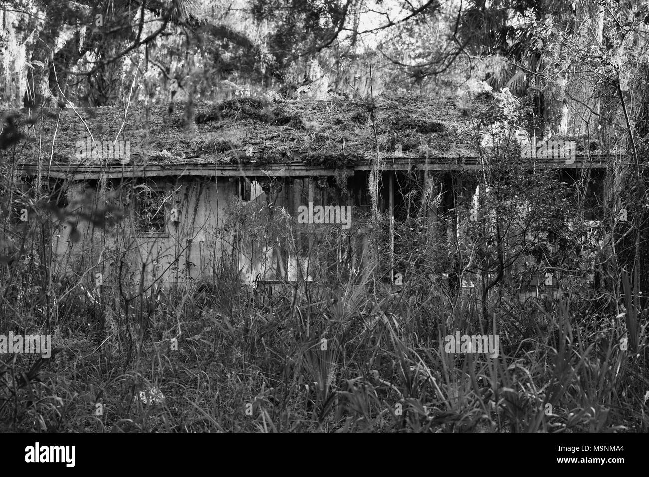 Photo en noir et blanc d'une maison abandonnée envahie par la végétation subtropicale Banque D'Images