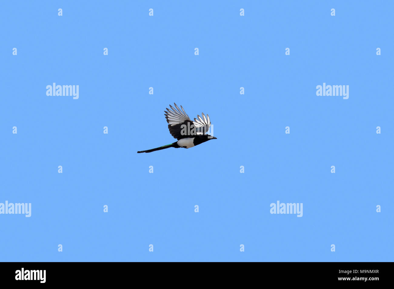 / Pie bavarde (Pica pica magpie commune) en vol sur fond de ciel bleu Banque D'Images
