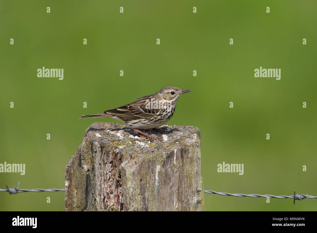 Meadow pipit spioncelle (Anthus pratensis) perché sur vieux poteau de clôture en bois le long d'herbage Banque D'Images