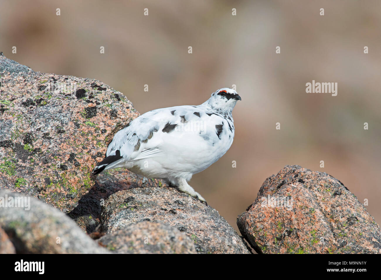 Le lagopède alpin (Lagopus muta / Lagopus mutus), nourriture mâle en plumage d'hiver parmi les rochers, Ecosse, Royaume-Uni Banque D'Images