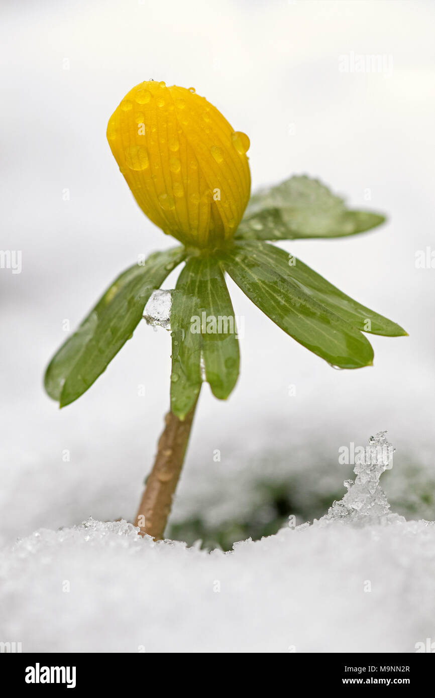Aconit d'hiver (Eranthis hyemalis) en fleurs dans la neige en hiver, originaire de France, l'Italie et les Balkans Banque D'Images