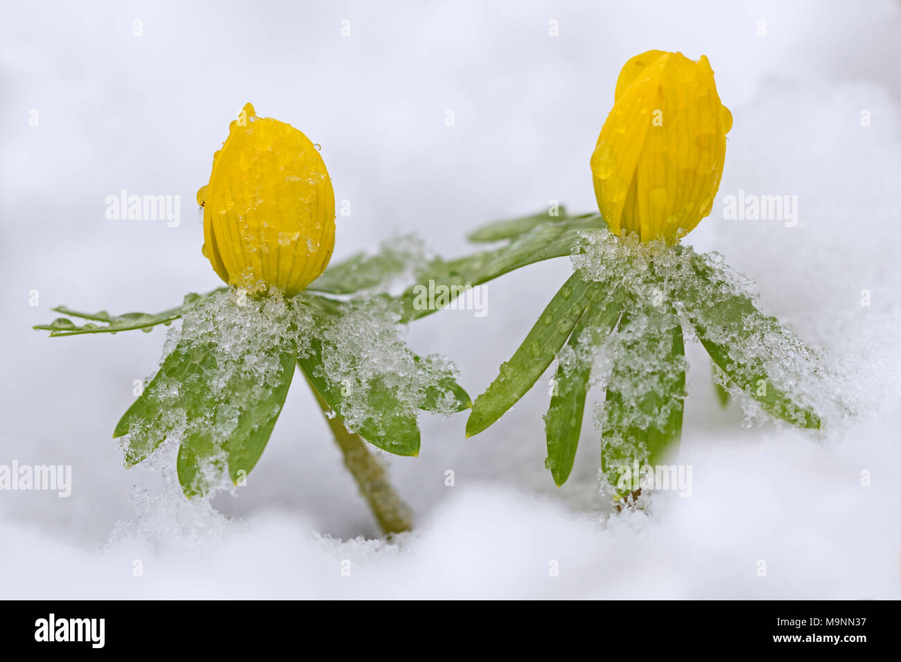 Aconit d'hiver (Eranthis hyemalis) en fleurs dans la neige en hiver, originaire de France, l'Italie et les Balkans Banque D'Images
