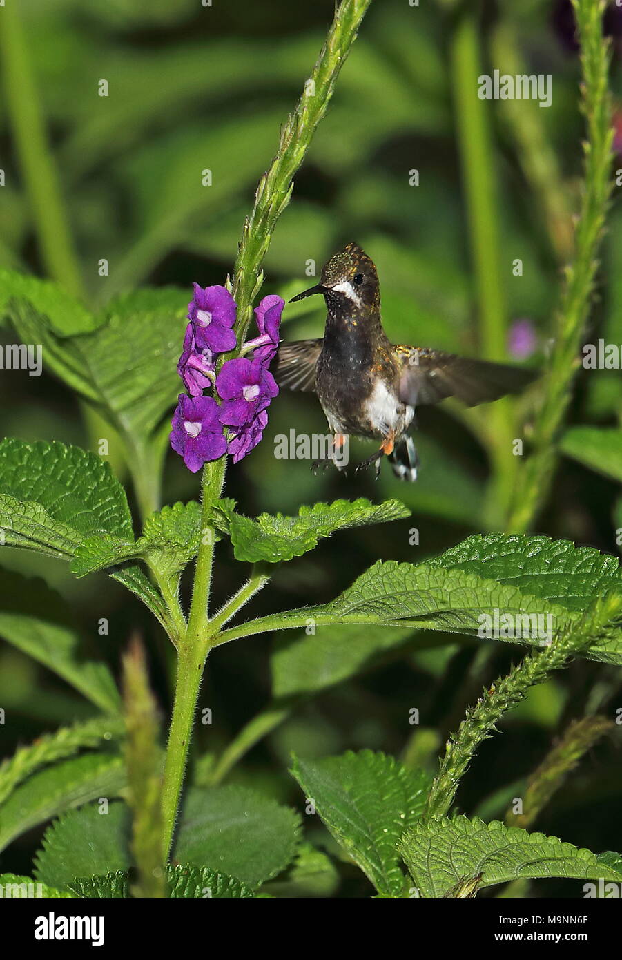 Wire-crested Thorntail (Discosura popelairii) femelle adulte planant à Copalinga fleur Lodge, Équateur Février Banque D'Images