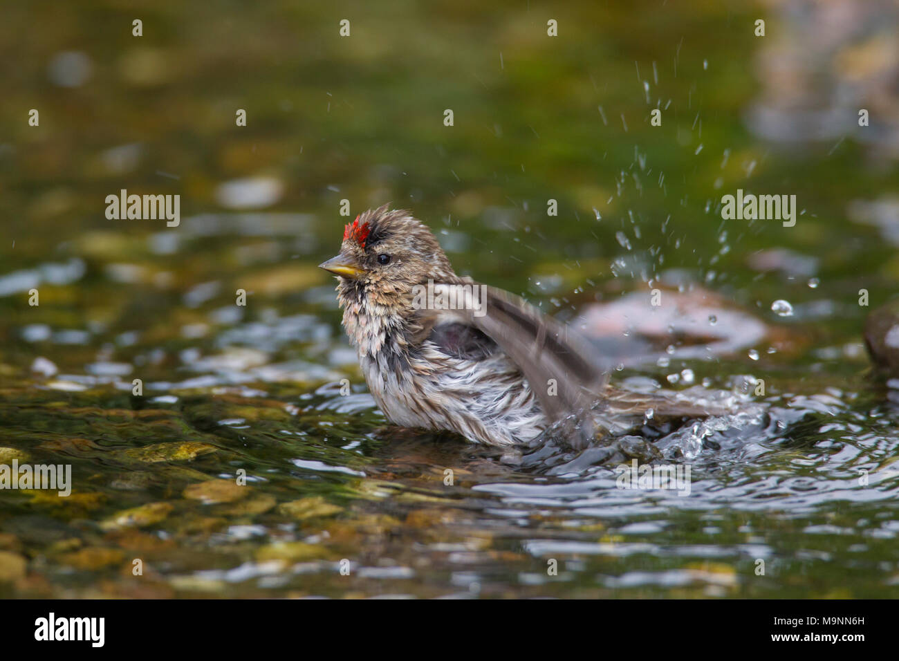 Sizerin flammé (Acanthis flammea Carduelis flammea) / femelle, se baigner dans les eaux peu profondes de stream Banque D'Images