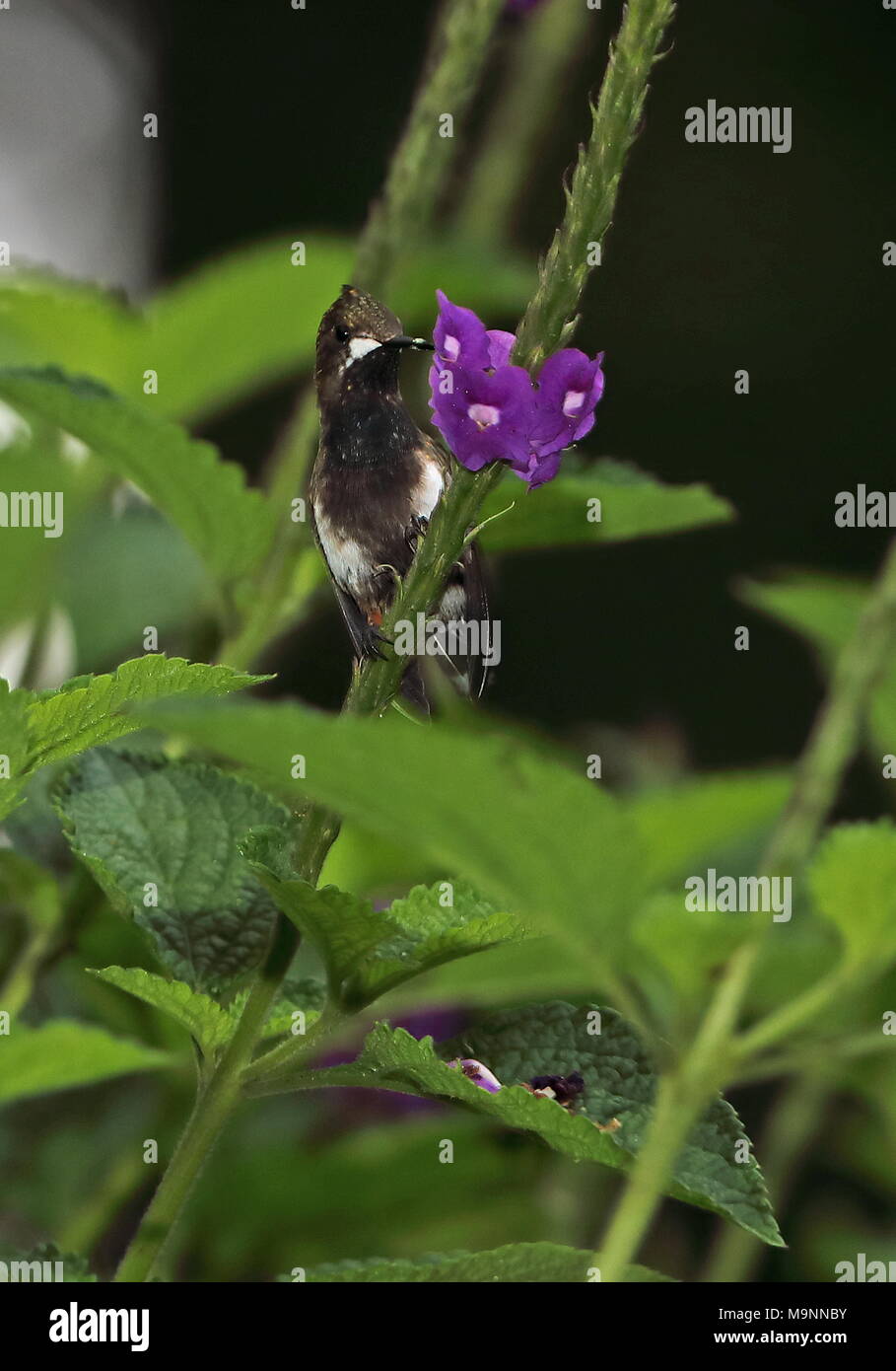 Wire-crested Thorntail (Discosura popelairii) femelle adulte s'alimentant à Copalinga fleur Lodge, Équateur Février Banque D'Images