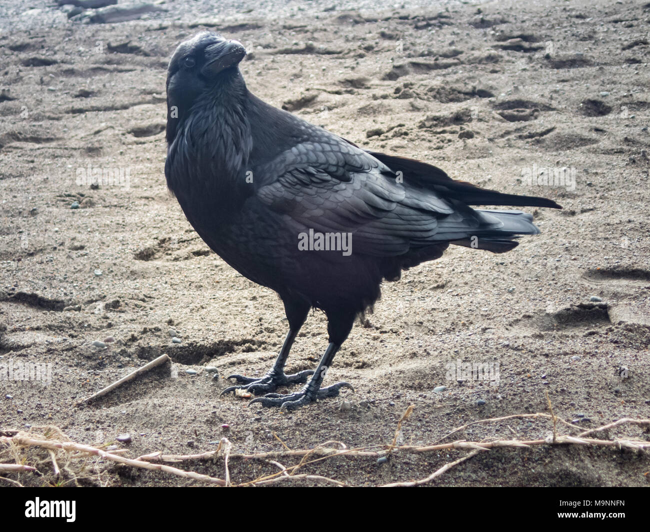 gros plan de corbeau noir sur une plage de sable avec la tête armée regardant curieusement le photographe Banque D'Images