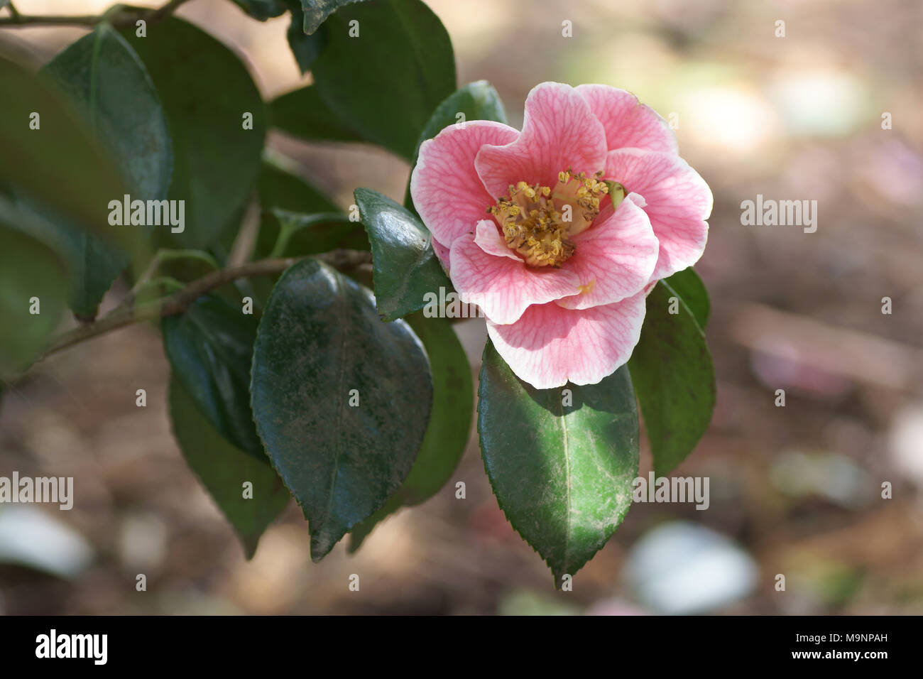 Fleur de Camellia japonica 'Adelina Patti' à Clyne gardens, Swansea, Pays de Galles, Royaume-Uni. Banque D'Images