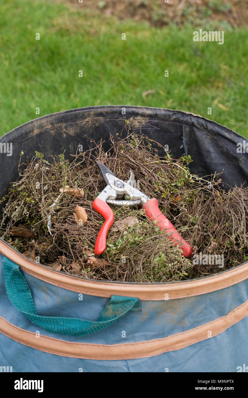 Thymus vulgaris.Couper le thym au printemps. Banque D'Images