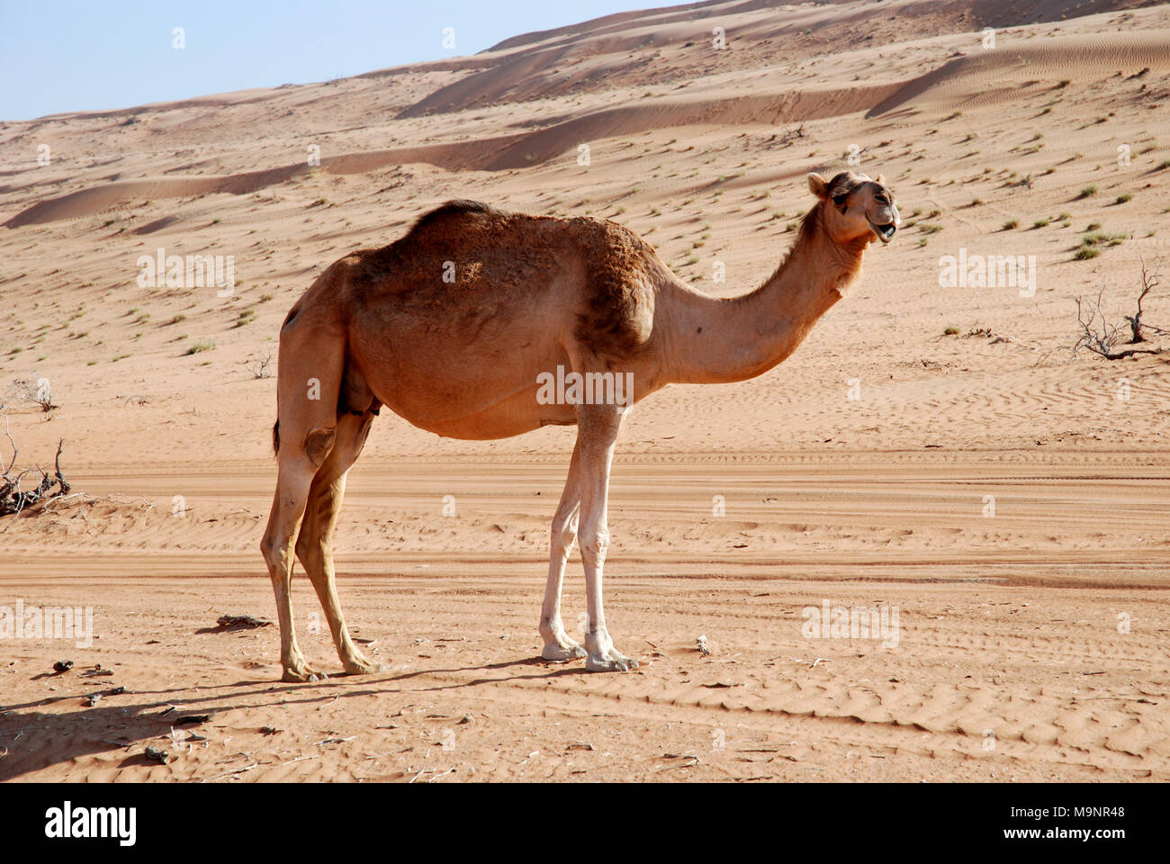 Wahiba Sands, Oman - 15 novembre 2007 : un dromadaire sur la piste sablonneuse vers le Wahiba Sands camp dans le désert omanais Banque D'Images