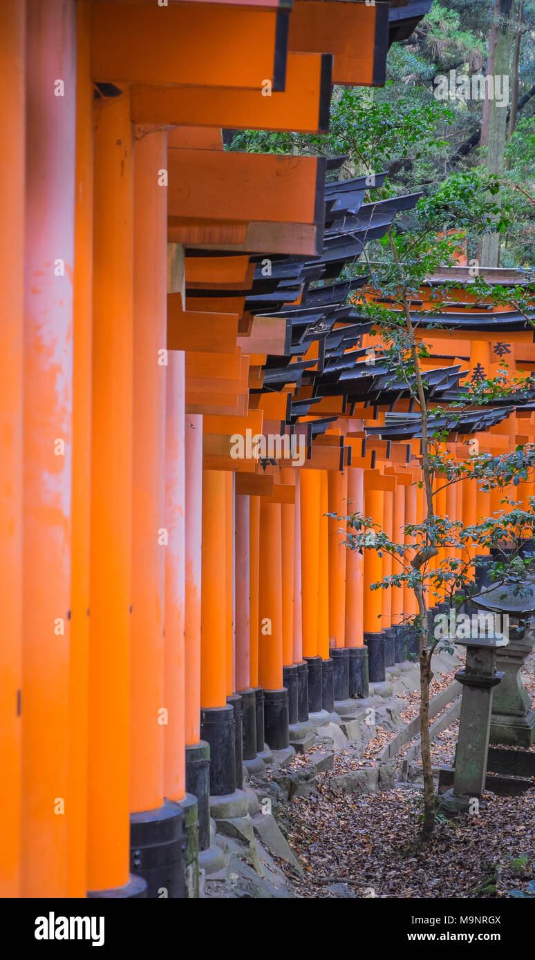 Fushimi Inari Taisha Japon kyoto , Banque D'Images