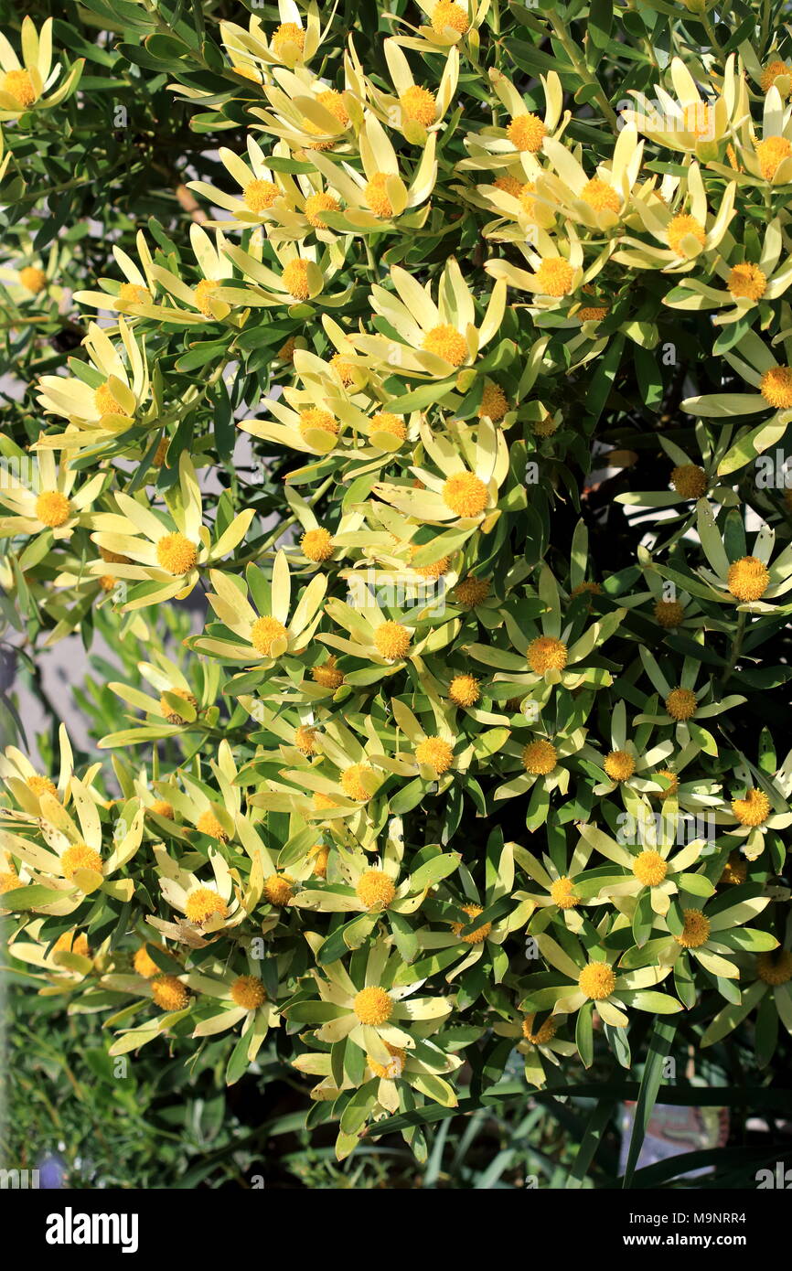 Leucadendron gandogeri Proteas ou connu sous le cône à feuilles larges fleurs de Bush Banque D'Images