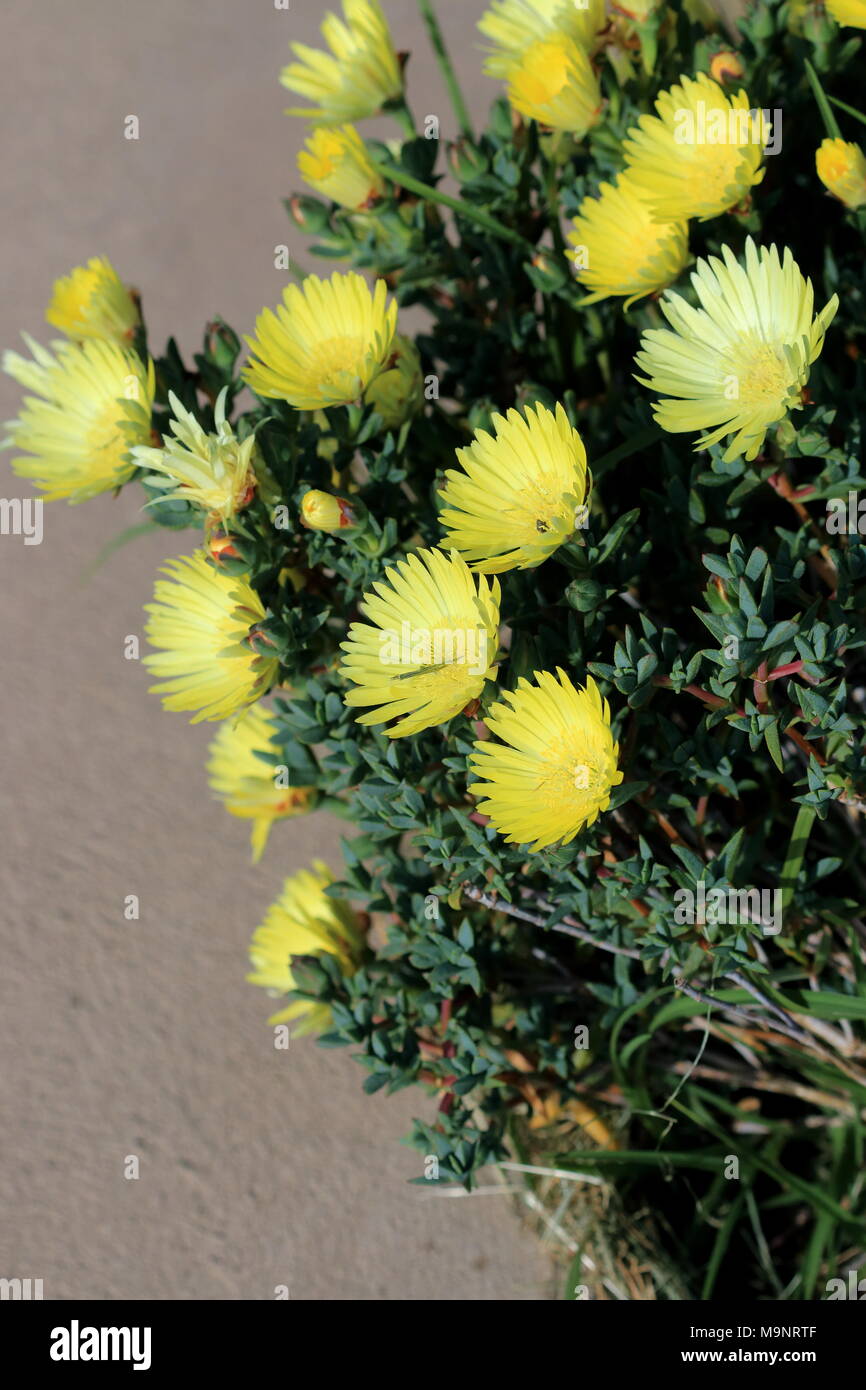 Visage cochon jaune fleurs ou Mesembryanthemum, usine à glace, fleurs en pleine floraison de marguerites Livingstone Banque D'Images