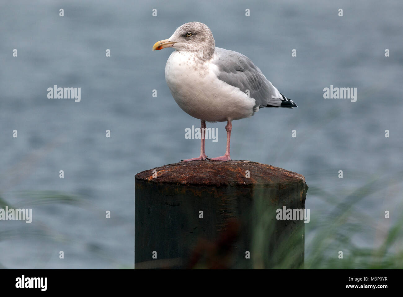 European Herring Gull (Larus argentatus), jeune animal, assis sur épi, Fischland-darss-Zingst, mer Baltique Banque D'Images