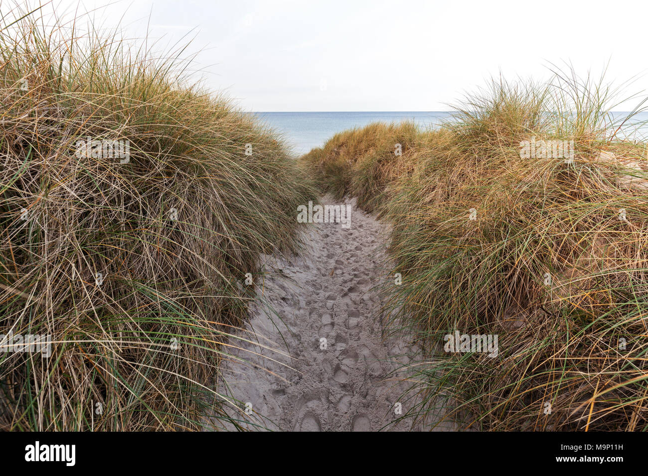 Sentier jusqu'à la plage, de l'Oyat, l'ammophile (Ammophila arenaria), plage ouest, Fischland-darss-Zingst, Western Banque D'Images