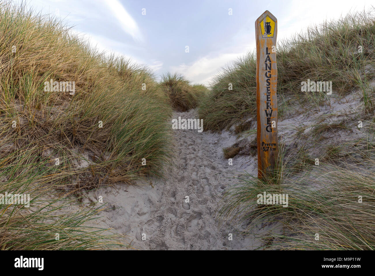 Sentier jusqu'à la plage, de l'Oyat, l'ammophile (Ammophila arenaria), plage ouest, Fischland-darss-Zingst, Western Banque D'Images