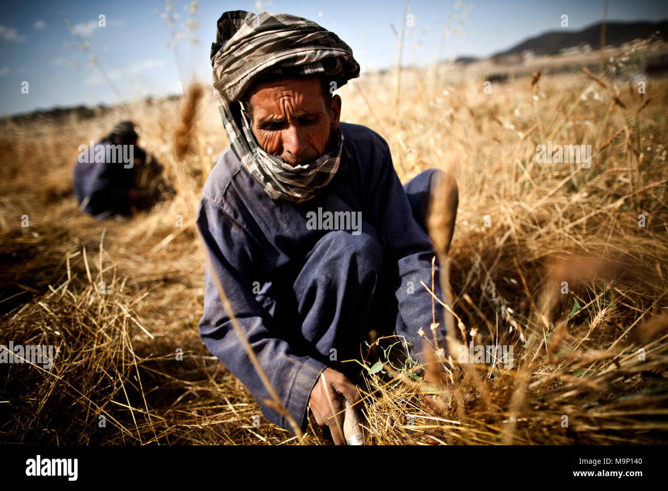 Les agriculteurs afghans travaillent dans les champs de blé dans le district de Paghman, Kaboul, Afghanistan, le mercredi, 22 juillet 2009. Banque D'Images