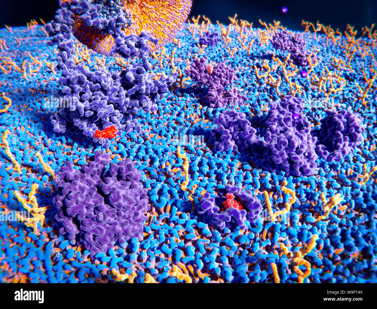 Illustration de la surface extérieure de la membrane d'une cellule. Les protéines transmembranaires (violet) et glycolipides (jaune) dépassent de la surface de la membrane. En haut à gauche est un taux de LDL (lipoprotéine de basse densité) lié à un récepteur (particules LDL grand, orange et violet). À droite de l'histamine est un récepteur des LDL channel, la liaison d'une molécule d'histamine. Au centre droit est un canal de potassium avec du potassium (K +). À l'avant gauche du récepteur de l'acétylcholine est une molécule et de l'acétylcholine et à l'avant droit est un des récepteurs opioïdes delta avec une molécule d'endorphine. Banque D'Images