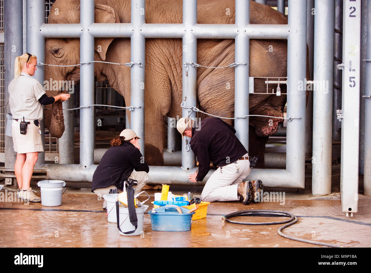 Un vétérinaire et ses assistants travaillent sur un éléphant d'Afrique (Loxodonta africana) pied derrière les barreaux à l'éléphant à Senter Soins du Zoo de San Diego, Californie. Banque D'Images