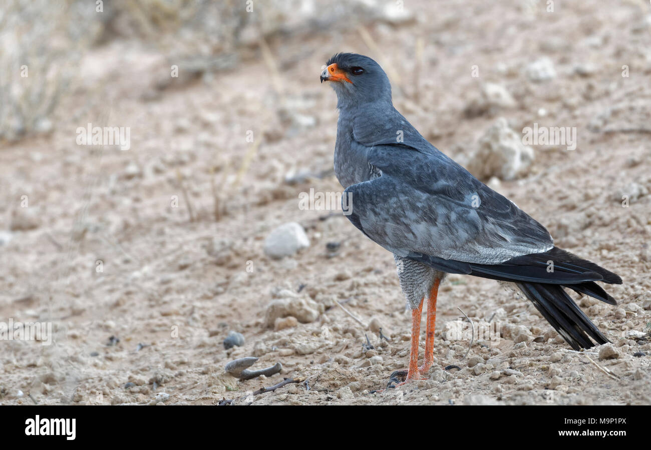 Chant pâle autour des palombes (Mielerax canorus), adulte sur le sol aride, à la recherche de proies, Kgalagadi Transfrontier Park, Northern Cape Banque D'Images