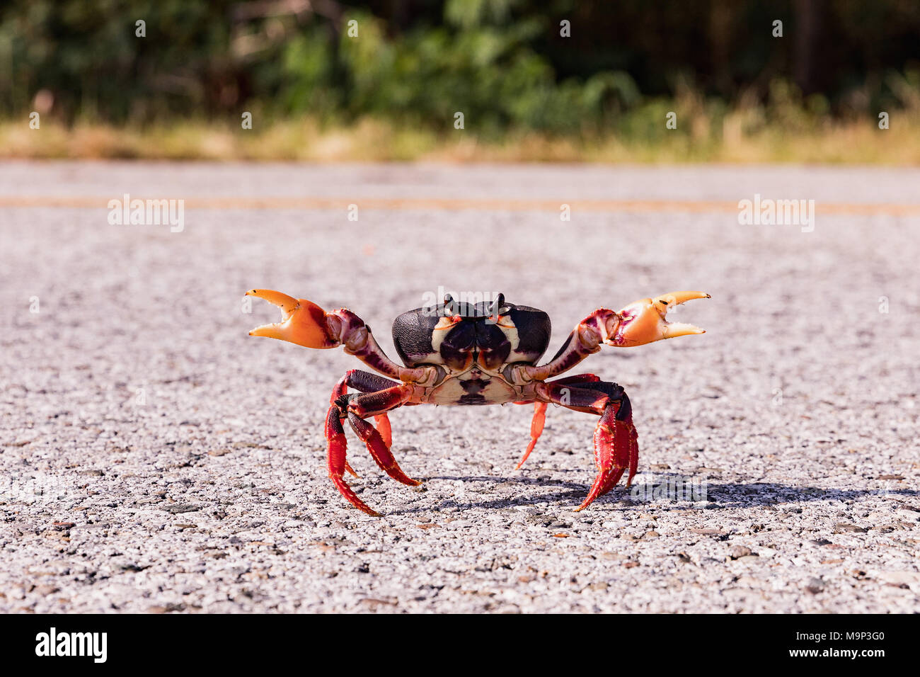 La migration rouge Cuba Gecarcinus ruricola crabe sur la route près de