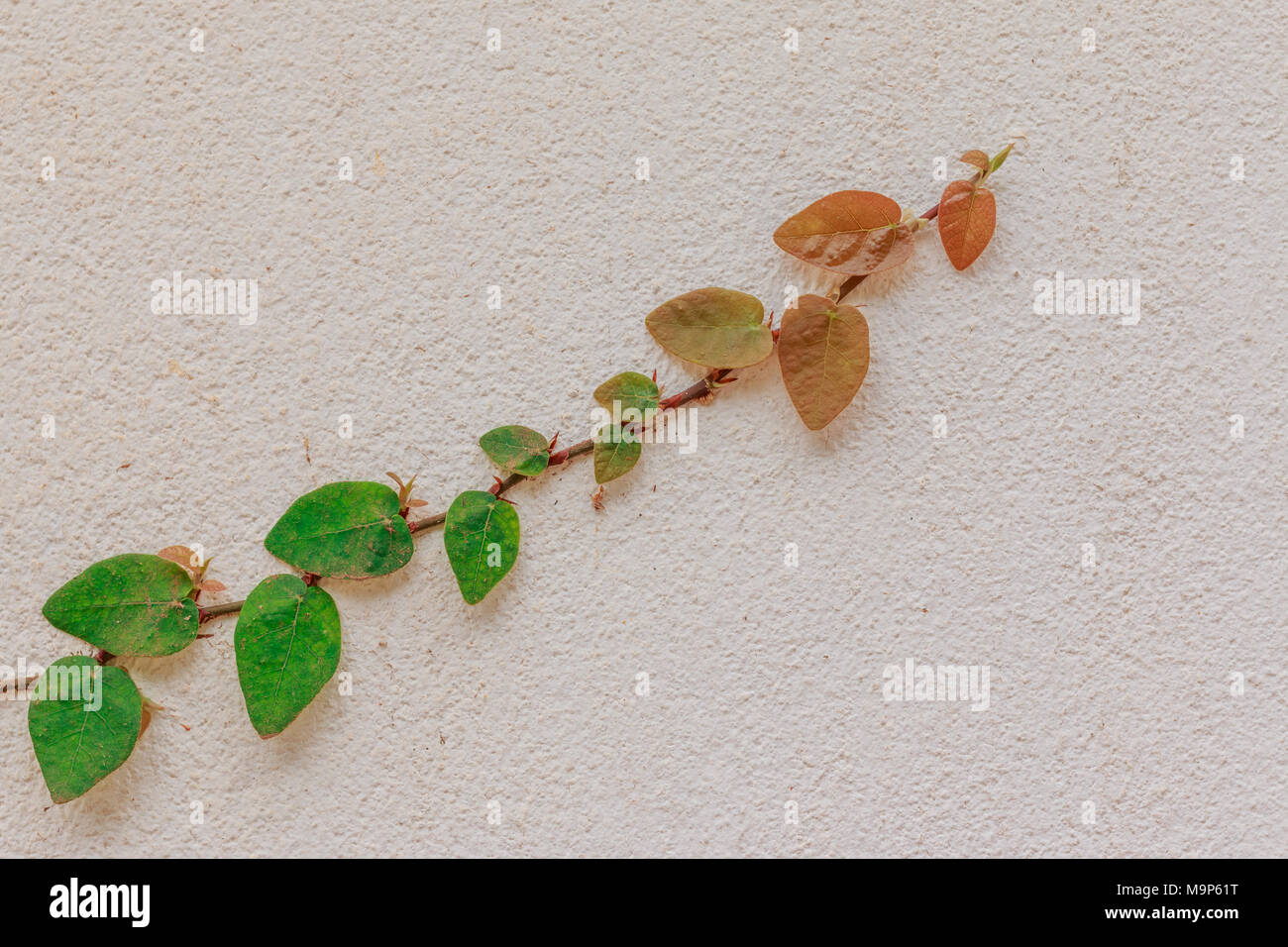 Culture des plantes rampantes vert sur mur de ciment Banque D'Images