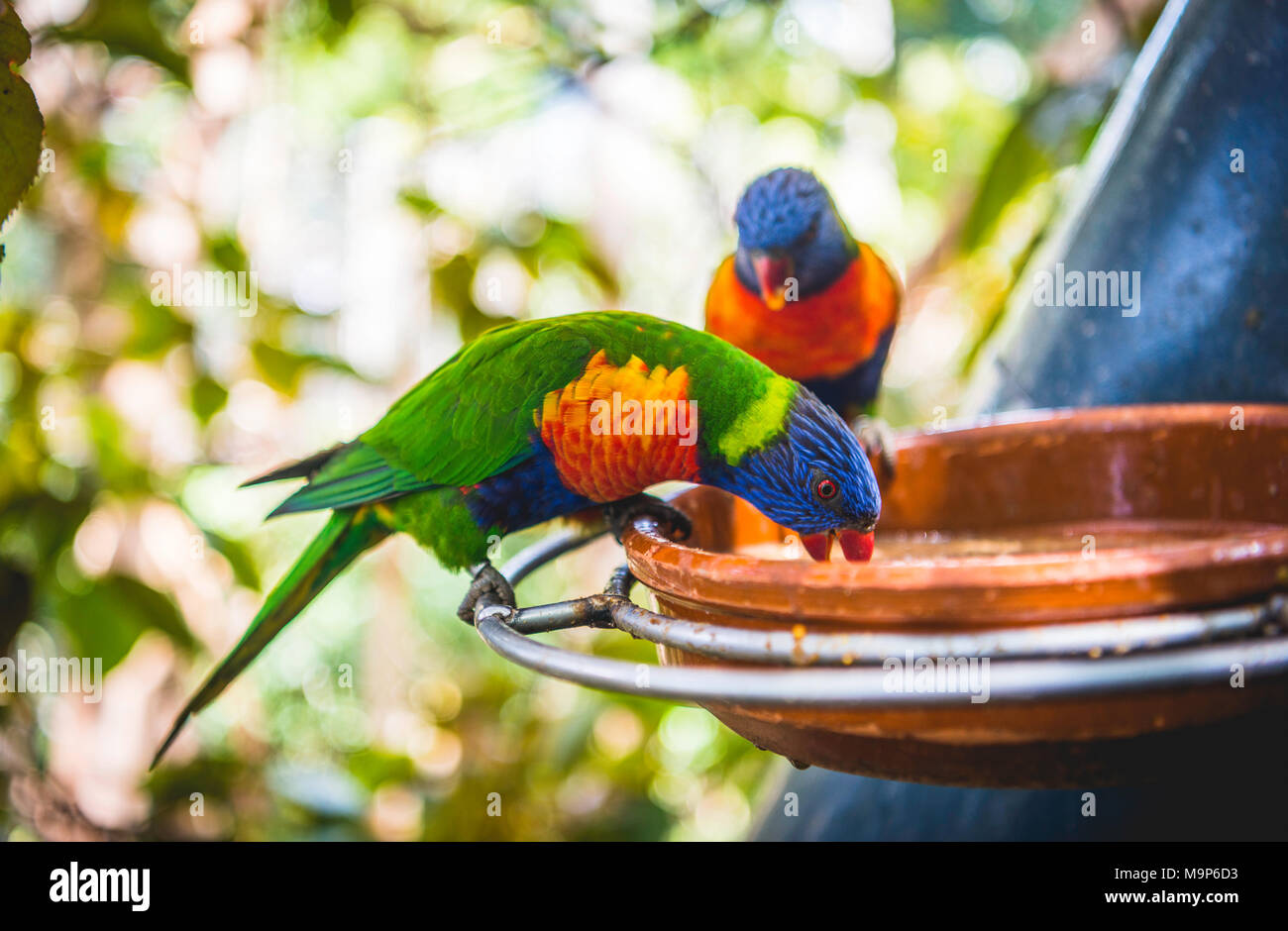 Les grives Lorikeet (Trichoglossus haematodus moluccanus) manger de bol, aussi Allfarblori, Wedge-tailed Lory, Blue-cheeked Lory, large-banded Lory Banque D'Images