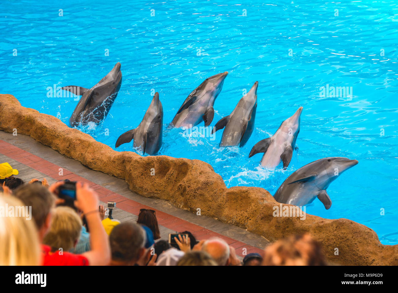 Les grands dauphins (Tursiops truncatus) Spectacle de dauphins, delphinarium, Loro Parque, Puerto de la Cruz, Tenerife, Canaries, Espagne Banque D'Images