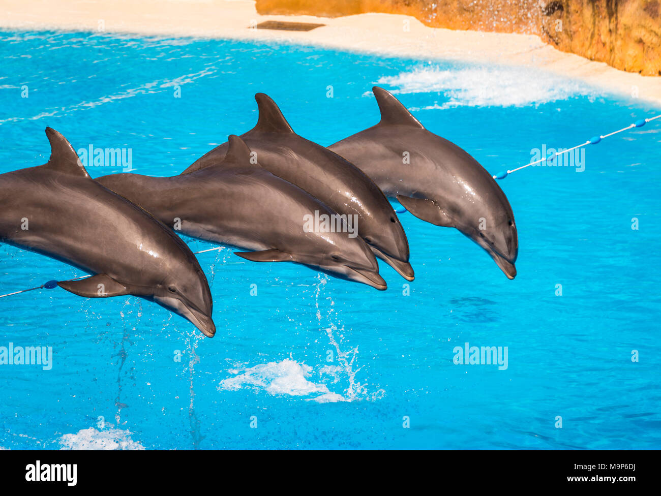 Les grands dauphins (Tursiops truncatus) sauter hors de l'eau, spectacle de dauphins, delphinarium, Loro Parque, Puerto de la Cruz, Tenerife, Îles Canaries Banque D'Images