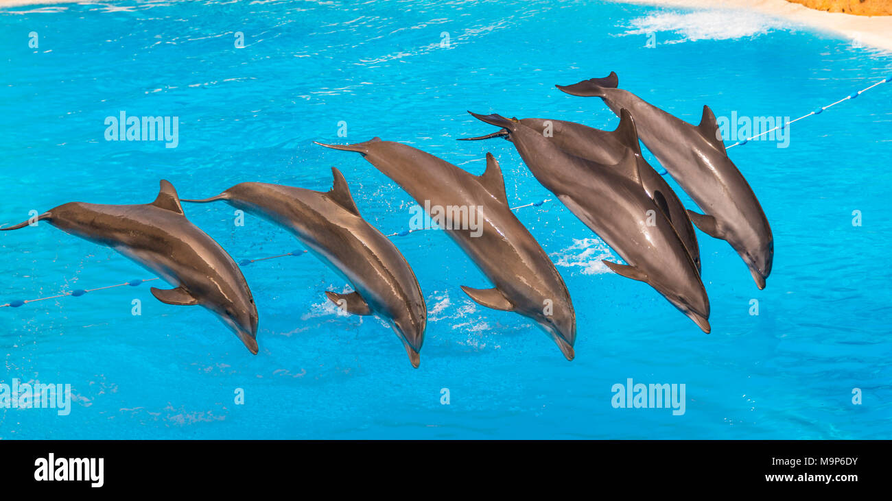Les grands dauphins (Tursiops truncatus) sauter hors de l'eau, spectacle de dauphins, delphinarium, Loro Parque, Puerto de la Cruz, Tenerife, Îles Canaries Banque D'Images