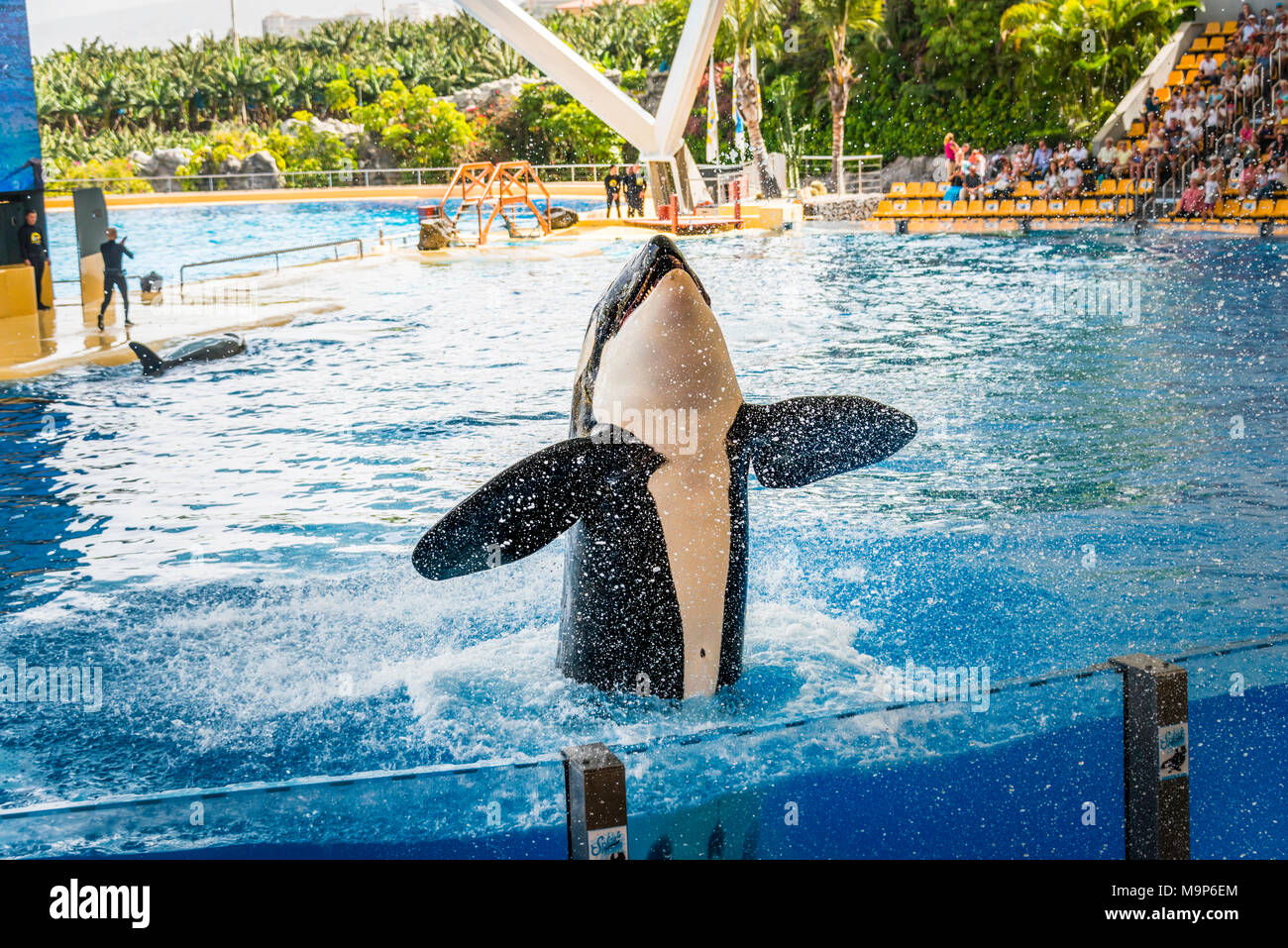 L'épaulard (Orcinus orca), captifs, des sauts hors de l'eau, spectacle, Loro Parque, Puerto de la Cruz, Santa Cruz de Tenerife, Tenerife, Îles Canaries Banque D'Images