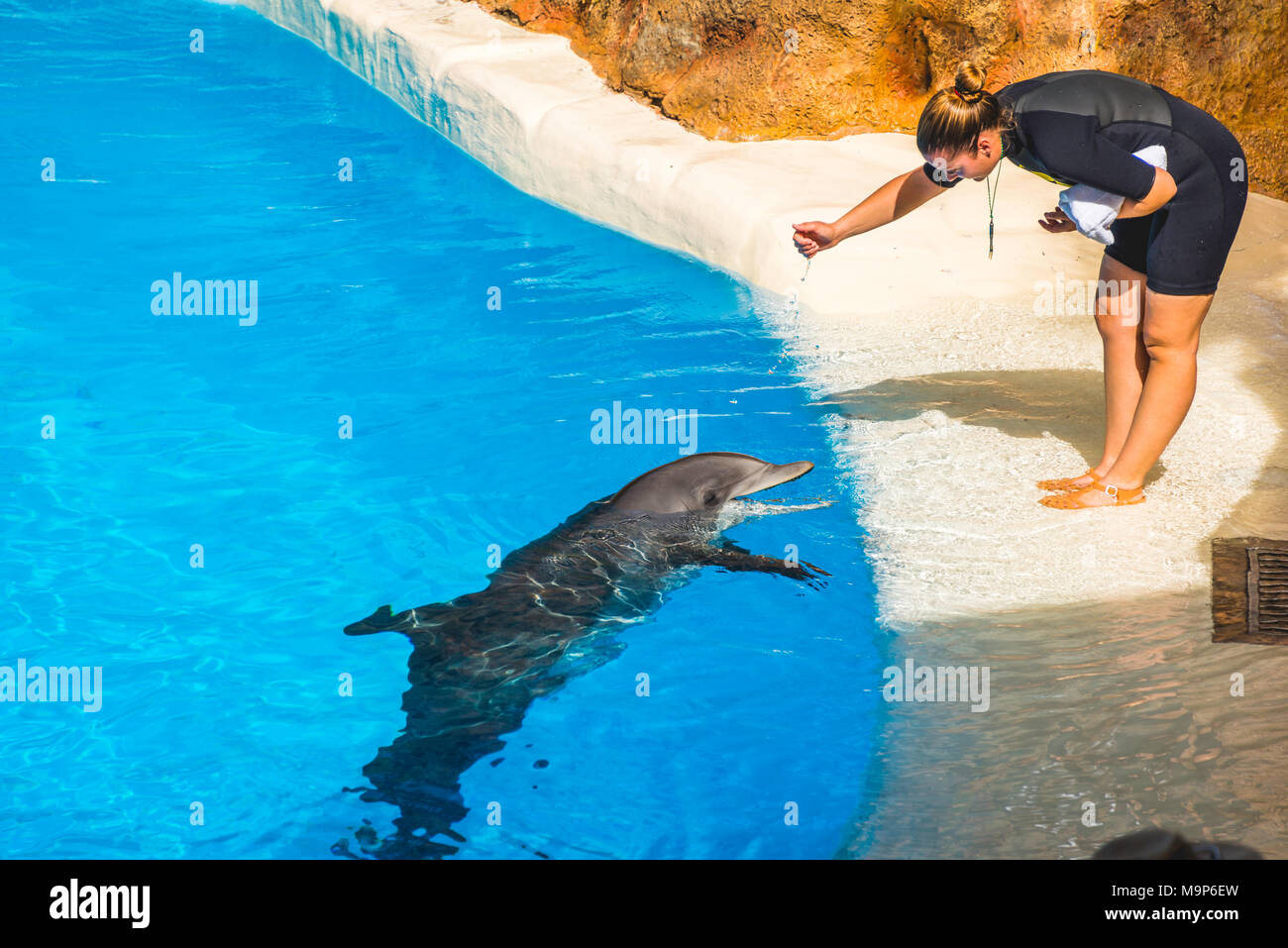 Grand dauphin (Tursiops truncatus) avec l'entraîneur des animaux au spectacle de dauphins, delphinarium, Loro Parque, Puerto de la Cruz, Tenerife, Îles Canaries Banque D'Images