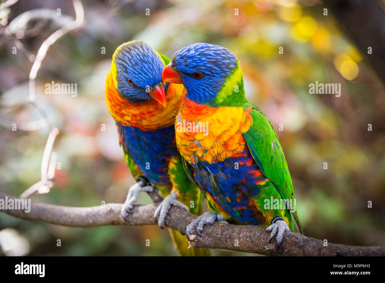 Paire, deux, les Grives Lorikeet (Trichoglossus haematodus moluccanus) s'asseoir sur une branche et le bec, aussi allfarblori, wedge-tailed lory, , blue-cheeked Banque D'Images