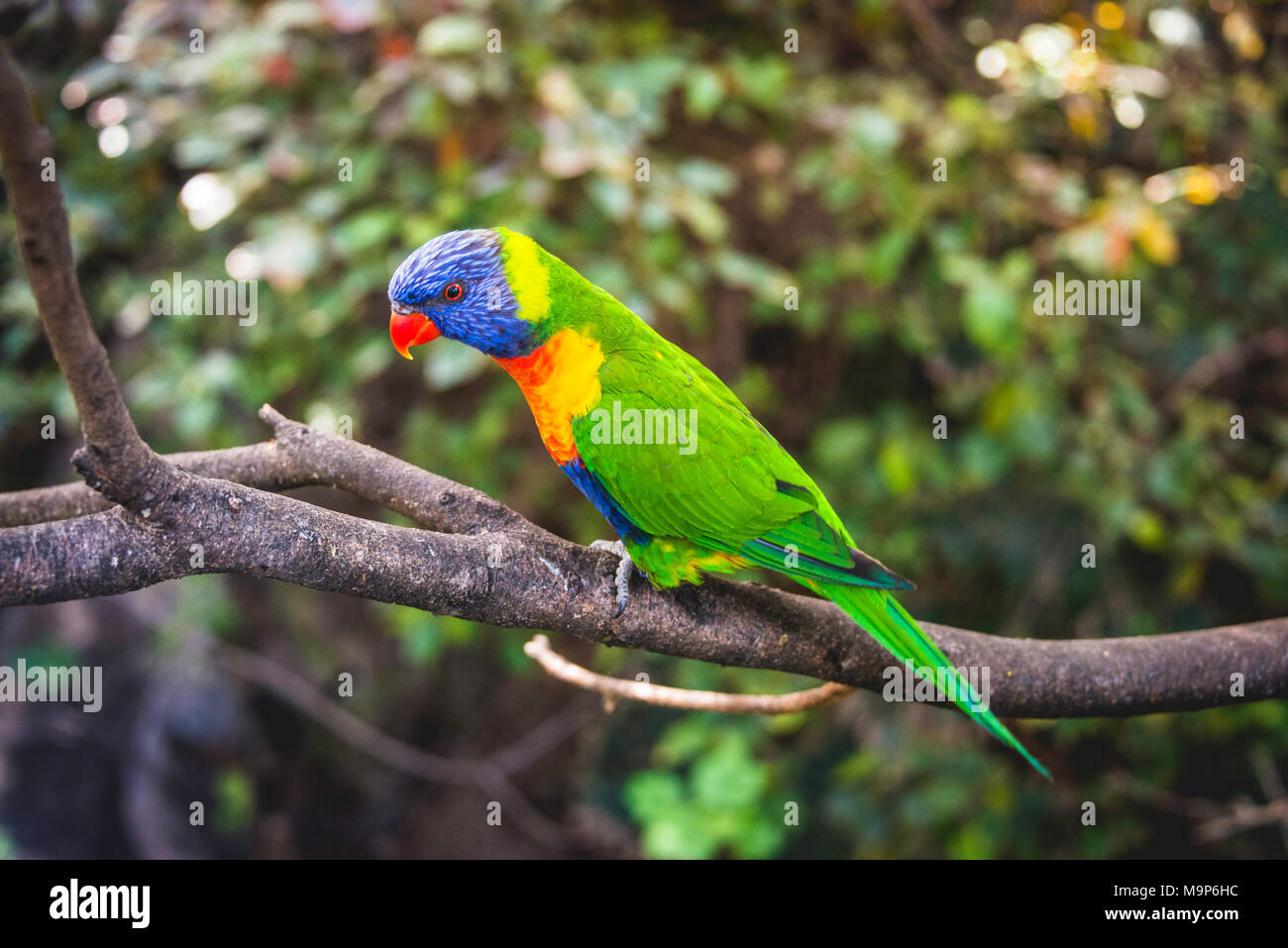 Les grives Lorikeet (Trichoglossus haematodus moluccanus) se trouve sur la branche, aussi Allfarblori, Wedge-tailed Lory, , Blue-cheeked Lory, large-bagué Banque D'Images