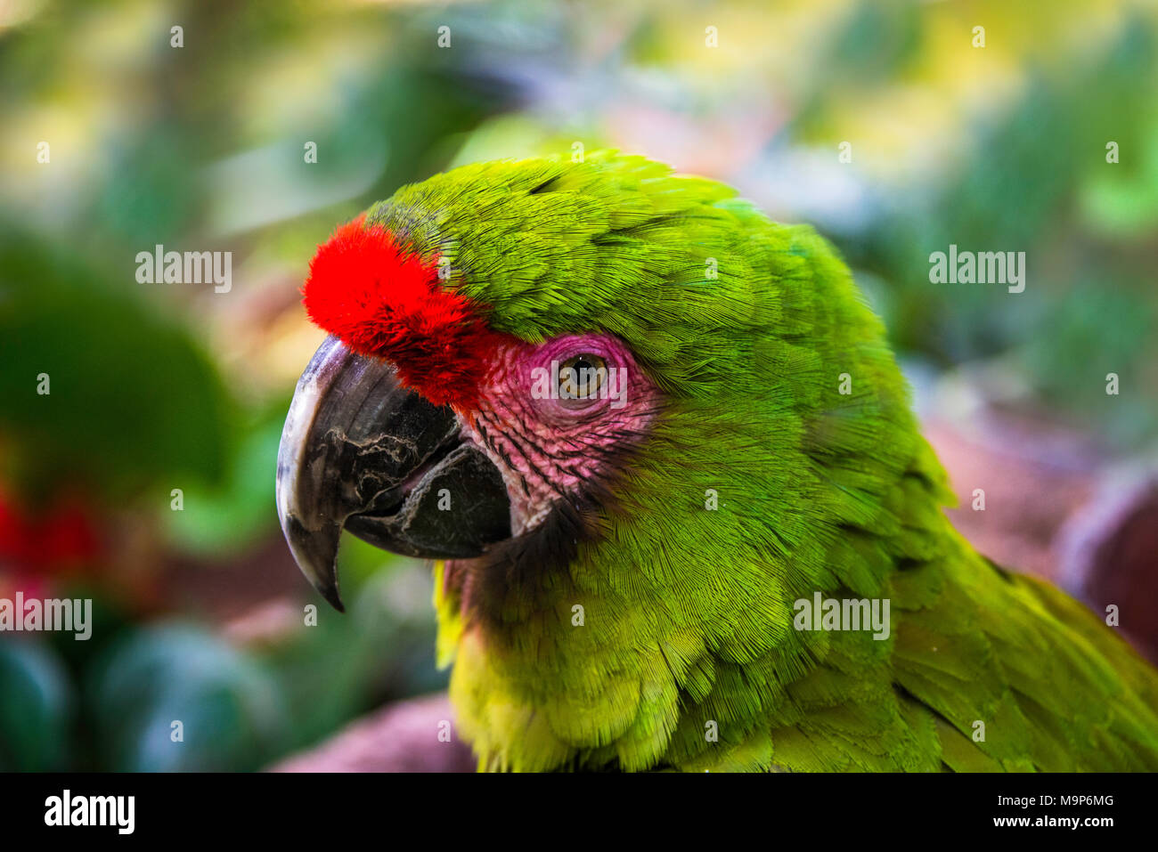 Portrait d'animaux, Grand ara vert (Ara ambigua), captive, l'occurrence l'Amérique centrale Banque D'Images